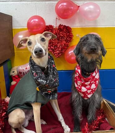 A dog birthday party at The Doggy Day Care Centre.