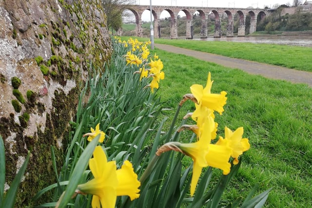 Daffodils by the River Tweed in Berwick by Gillian Ridley.