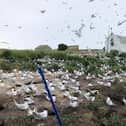 Terns on Coquet Island. Picture: David Morris