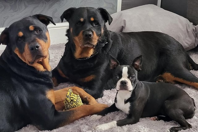 Tess and Elsa the Rottweilers and Dora the Boston Terrier cuddle up for an International Dog Day picture.