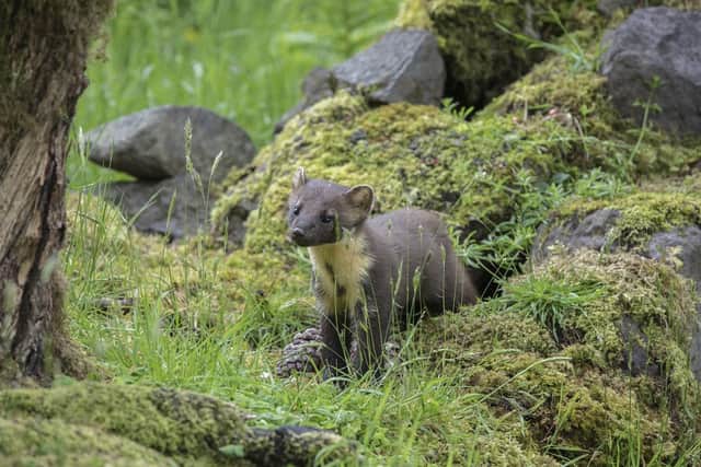 The project hopes to bring pine martens back to Northumberland. (Photo by Robert Cruickshanks)