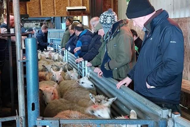 Acklington Mart sheep sale.