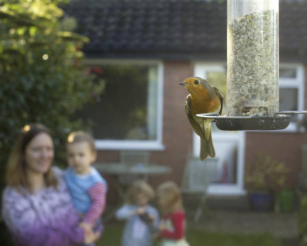 A robin. Picture: RSPB