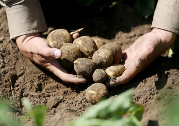 Vegetables, including potatoes, were the crops most affected by the slow start to this growing season. Picture by Roland Weihrauch/Getty Images