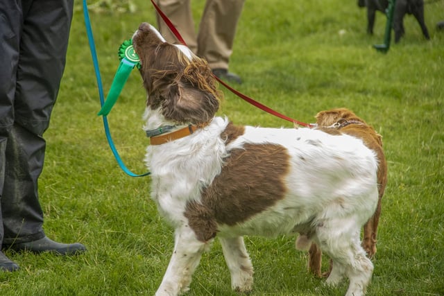 The show saw lots of dogs and puppies entered into their many competitions.