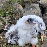 Peregrine falcon chicks. Picture courtesy of the Scottish SPCA.