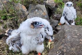 Peregrine falcon chicks. Picture courtesy of the Scottish SPCA.