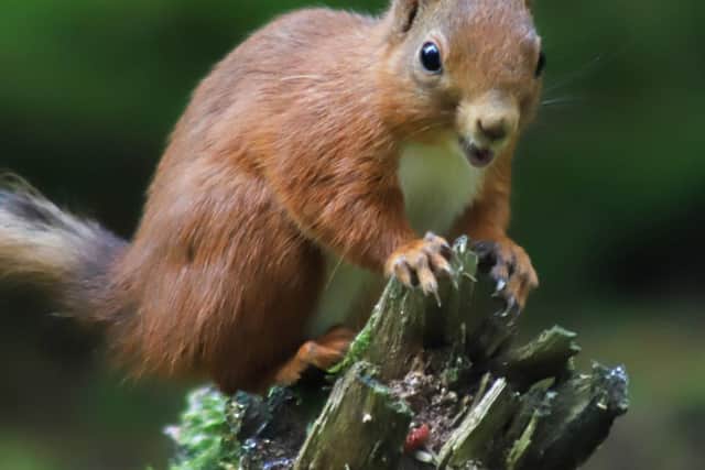 Bedlington and District Red Squirrel Group are helping grow the red squirrel population in the area. (Photo by Carole Neesam)