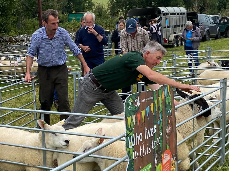 Livestock on show.