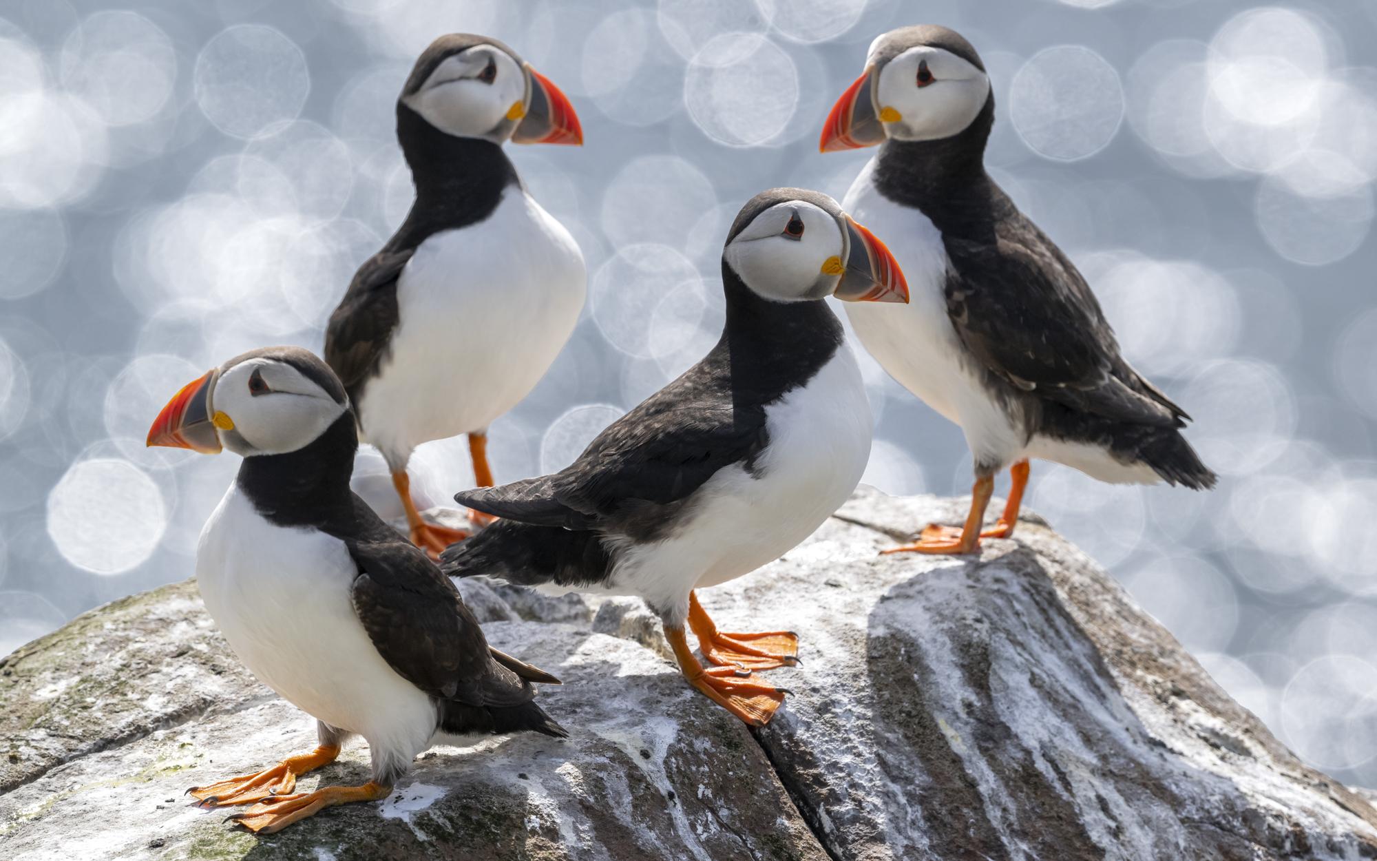 Farne Islands, near Seahouses comes out on top with an average rating of 4.89 (1,121 reviews).   One reviewer said: "Seeing puffins at close quarters, alongside the thousands of other seabirds and grey seals, is a real highlight."