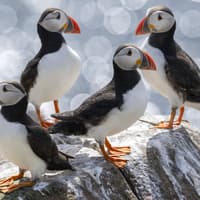 Northumberland's 10 best-rated visitor attractions revealed in new research