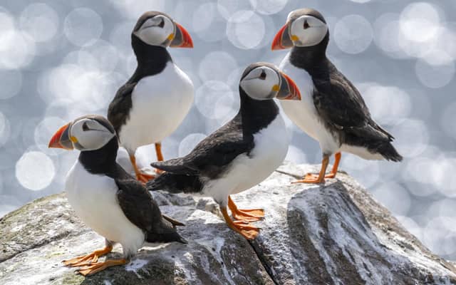 Farne Islands, near Seahouses comes out on top with an average rating of 4.89 (1,121 reviews). One reviewer said: "Seeing puffins at close quarters, alongside the thousands of other seabirds and grey seals, is a real highlight."