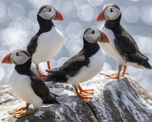 Farne Islands, near Seahouses comes out on top with an average rating of 4.89 (1,121 reviews).   One reviewer said: "Seeing puffins at close quarters, alongside the thousands of other seabirds and grey seals, is a real highlight."