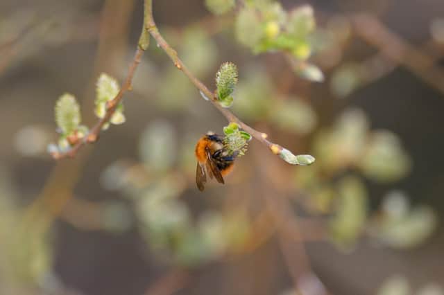 A moss-carder bee.