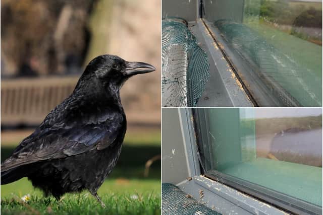 Crows have damaged window frames at Hauxley Wildlife Discovery Centre.