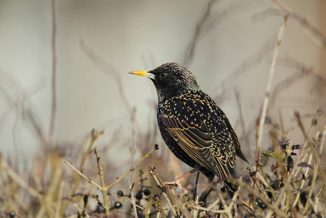 The starling takes the number three spot with an average of 2.86 per garden, an increase from 2.82 on last year. It was recorded in 37.1% of gardens.
