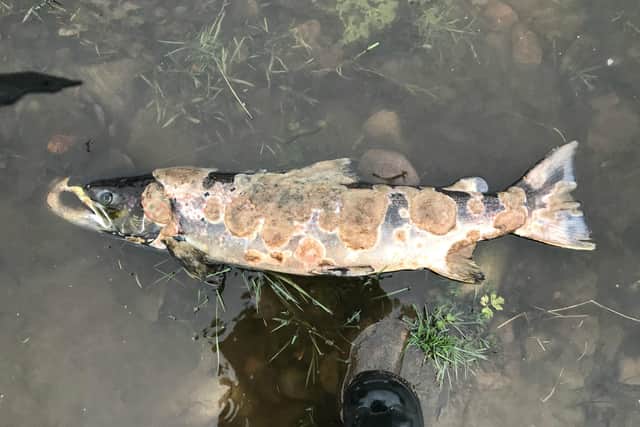 A dead male salmon with an extreme occurrence of Saprolegnia. Picture: Environment Agency