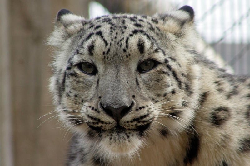 Snow leopards are the latest to be added to the family-run animal collection at Northumberland Country Zoo, which has 17 acres for visitors to explore with over 50 species of animals to see, including lynx, wallaby and ring-tailed lemurs. 
https://www.northumberlandzoo.co.uk/