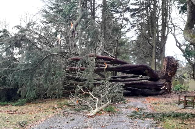 A large tree in Alnwick Cemetery felled during Storm Arwen.