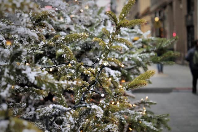 There's plenty of places across Northumberland where you can buy a real Christmas tree.