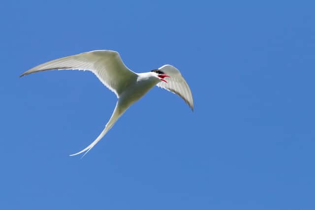 An Arctic tern.
