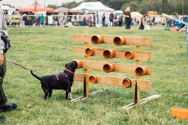 Scentventure has been announced as the latest partnership for this year's North East Dog Festival.