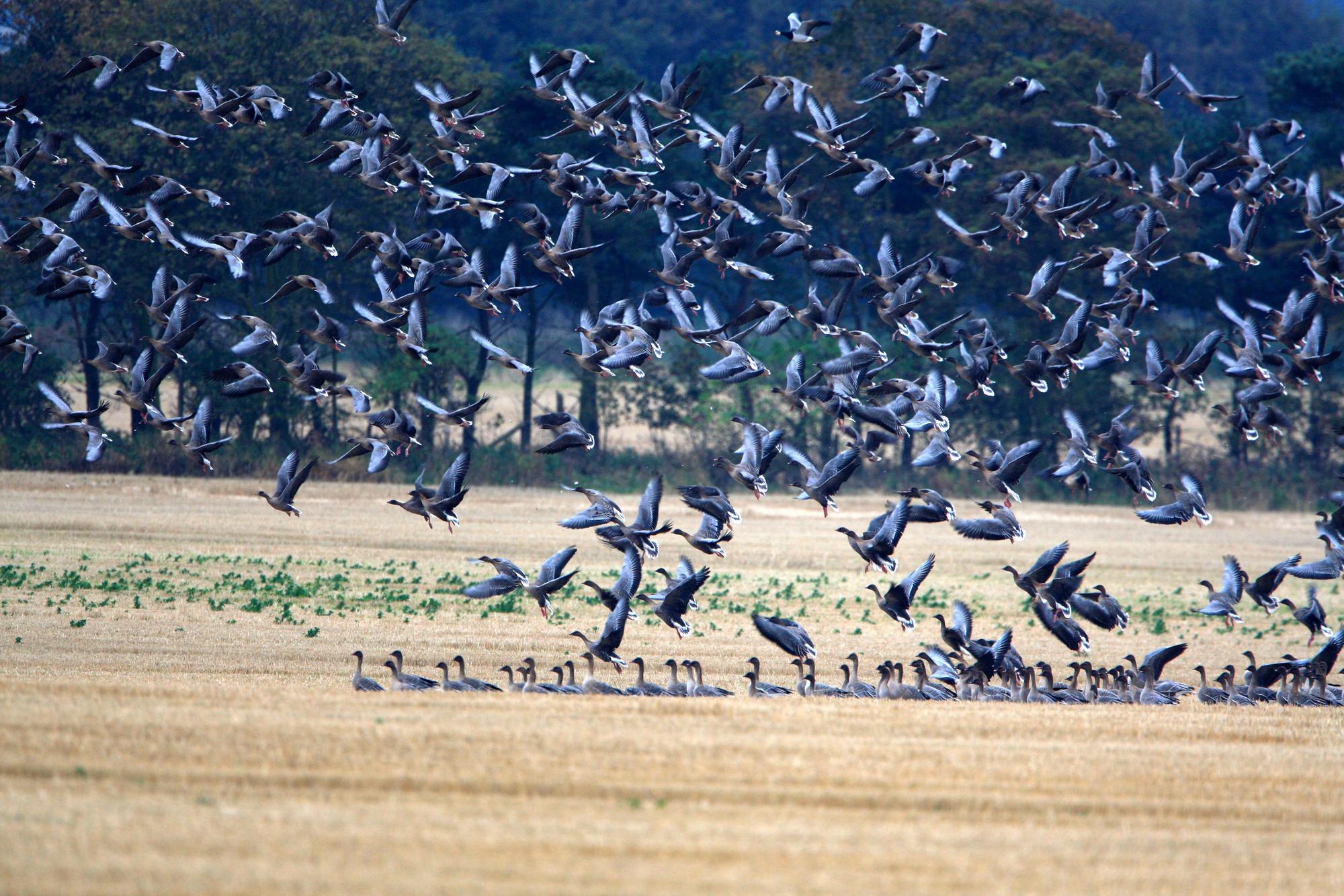 Dawn spectacular will usher in Northumberland's first ever Goose Festival