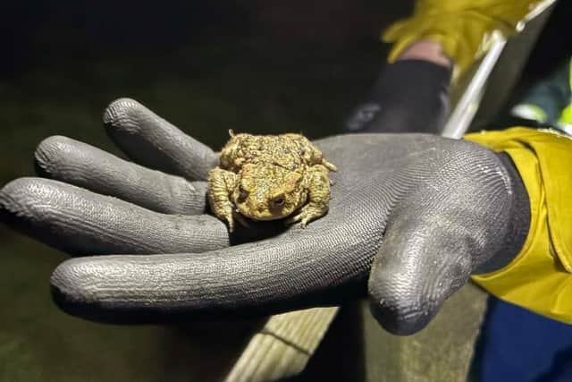 Toad Angels hop back into action on the Northumberland coast