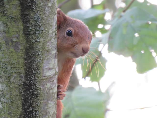 A beautiful red squirrel peaks out from a large tree trunk