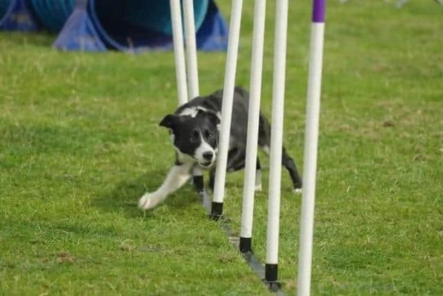One of the activities at The North East Dog Festival in 2022.
