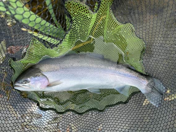 Bob caught an impressive trout on the River Coquet. Picture: Bob Smith
