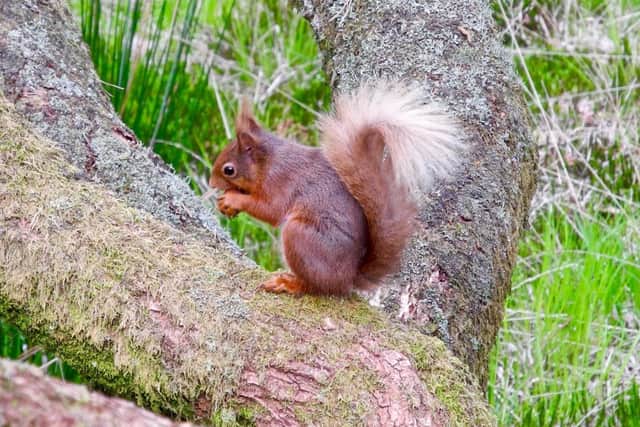 Red squirrel.