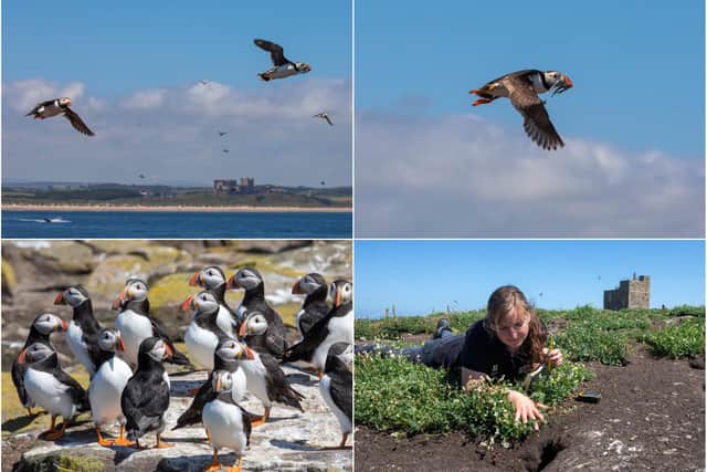 Puffins on the Farne Islands. Pictures: SWNS