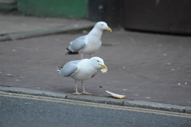 Gulls in Golden Square, Berwick.