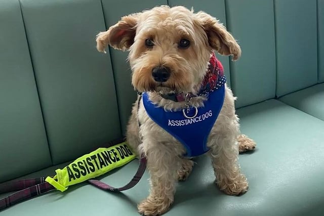 Three-year-old Mindy is an assistance dog - thank you for your service, Mindy. We salute you on International Dog Day.
