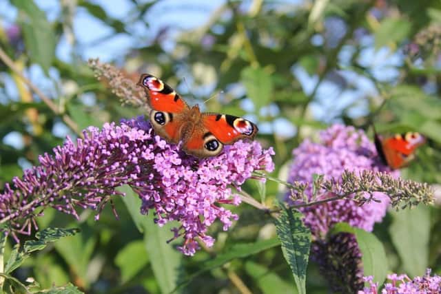 Peacock butterflies on buddleja. Picture by Tom Pattinson