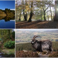 A selection of 11 lovely autumn woodland walks to enjoy in Northumberland