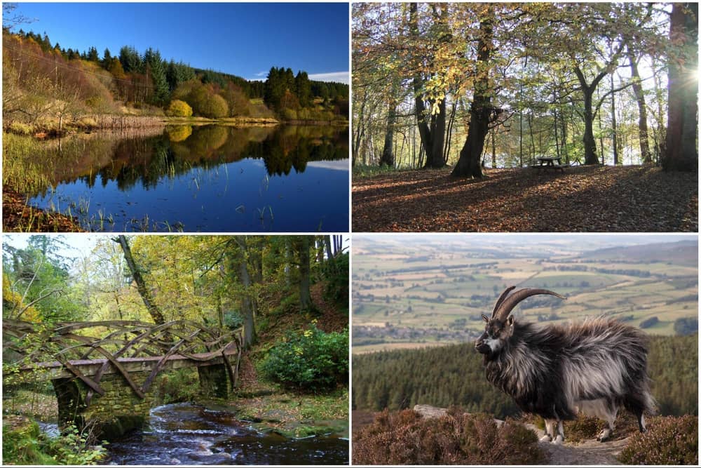 These woodland walks are the perfect places to spend a crisp autumn day out in the countryside.