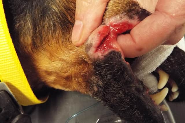 Bash's infected wound and injury.