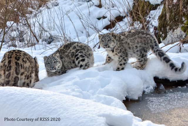A pair of snow leopard cubs are coming to the Northumberland Country Zoo.