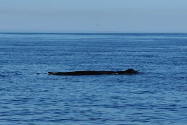 Andrew Douglas, from Serenity Farne Island Boat Tours, saw the whale over a period of four hours.