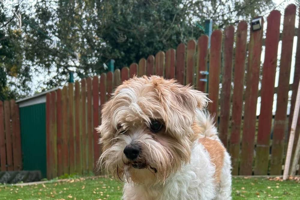 Eight-year-old Teddy would make an ideal companion dog.