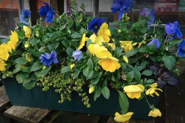 Wylam Nurseries Plants That Grow From Tom And Joe