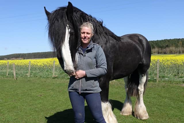 Teddy the Clydesdale stallion towers over Anna Cockburn at the Hay Farm Heavy Horse Centre. Photograph by Eric Musgrave.