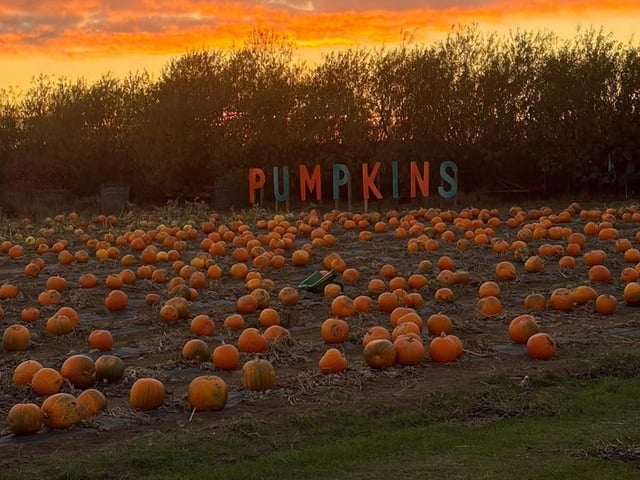 A great photo of Oxford Farm Pumpkin Patch in Berwick