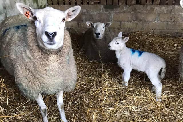 Lambs in a pen at Acklington Mart.