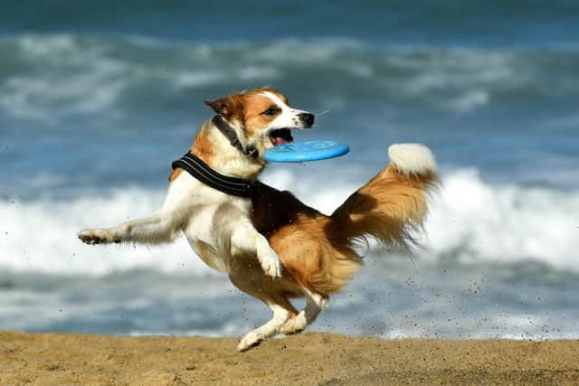 There are restrictions on which beaches dogs will be allowed onto this summer. (Photo by GAIZKA IROZ/AFP via Getty Images).