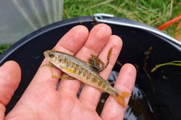 A rescued young salmon.