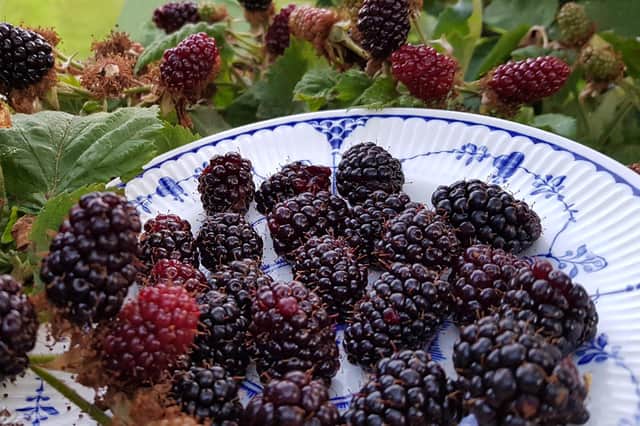 The large fruits of bramble Loch Ness. Picture by Tom Pattinson