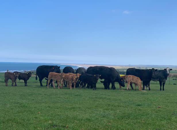 Inland Pasture cattle.